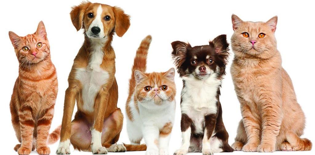 Доска объявлений о животных | ЗооТом - продажа, вязка и услуги для животных в Новой Ладоге