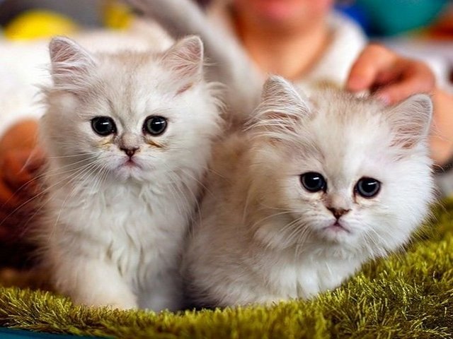Породы кошек в Новой Ладоге | ЗооТом портал о животных
