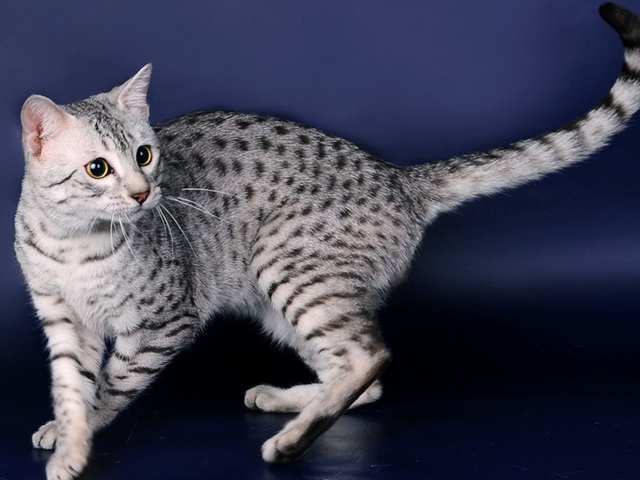 Породы кошек в Новой Ладоге | ЗооТом портал о животных