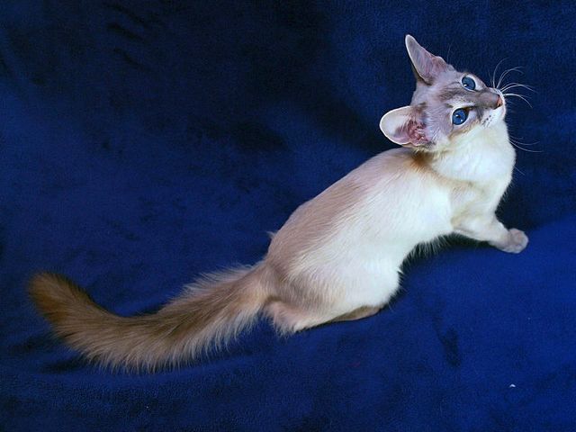 Выведенные породы кошек в Новой Ладоге | ЗооТом портал о животных