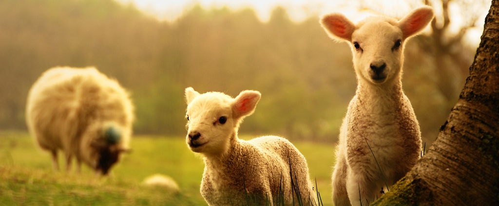 Объявления о сельскохозяйственных животных | ЗооТом - продажа, вязка и услуги для животных в Новой Ладоге