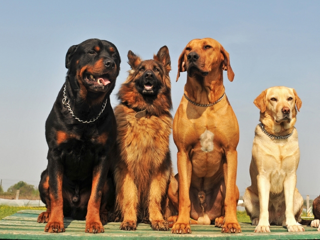 Крупные породы собак в Новой Ладоге | ЗооТом портал о животных